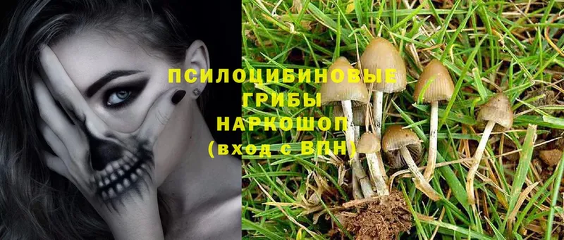 Галлюциногенные грибы Psilocybe  ссылка на мегу ссылки  Осташков 